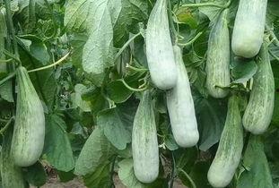 临沂网红吃瓜事件真相,真相背后的网络风波 第1张 临沂网红吃瓜事件真相,真相背后的网络风波 第1张